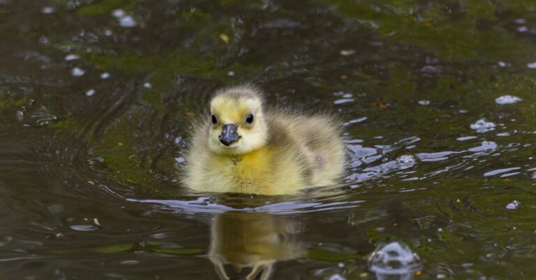 can newborn babies swim